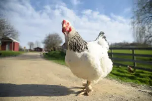 Give Your Chickens the 5-Star Treatment With a Shipping Container Coop