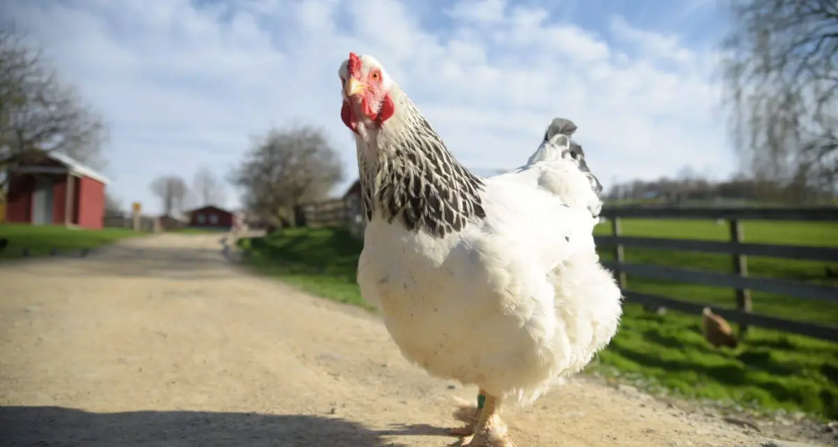 Chicken farm 1 | shipping containers for sale Chicken Farm